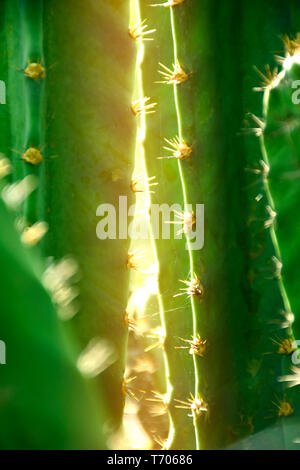 Grne Stiel und Stacheln von Cereus sp. oder Mrchenschloss Kaktus in  Schatten und Licht Stockfotografie - Alamy