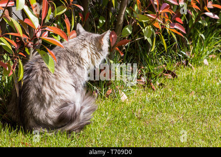 Sibirische Katze von Nutztieren im Freien in einem Garten. Langhaarige hypoallergen Pet, reinrassige Kätzchen Stockfoto