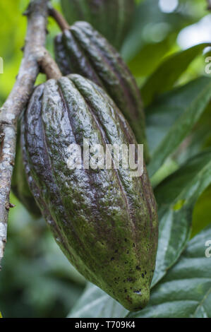 Kakaobaum (Theobroma cacao) mit grünen Früchten. Stockfoto