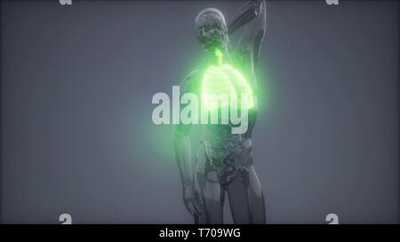 Die menschliche Lunge Radiologie Prüfung Stockfoto