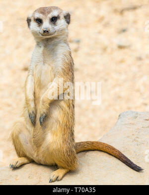 Portrait von Erdmännchen in der Natur Stockfoto