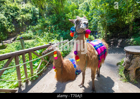 Lamas Otavalo Ecuador Stockfoto