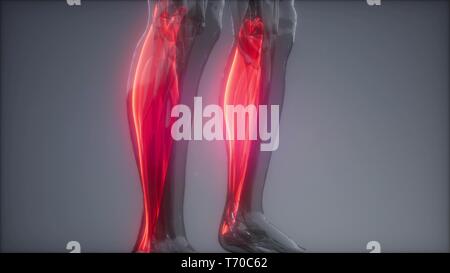 Gastrocnemius - Sichtbare Muskel Anatomie Karte Stockfoto