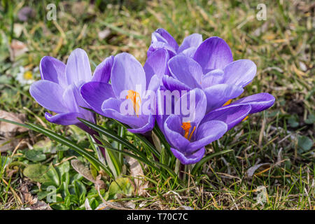 Krokusse auf der Wiese Stockfoto