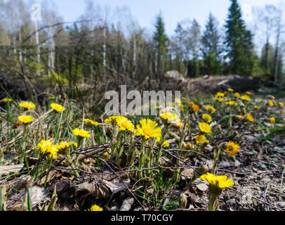 Schönen frühen Blüte Huflattich Blumen in einer schwedischen Wald Stockfoto