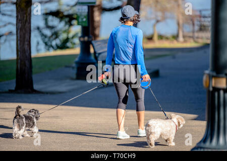 Frau in Leggings und Sneakers Spaziergänge zwei kleine Hunde an der Leine zu Fuß auf dem Gehweg lieber aktiv an der frischen Luft zu bewegen muscl zu stärken Stockfoto