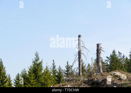 Zwei stehende hohe Baumstümpfe in einem klaren Waldfläche Stockfoto