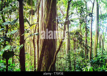 Eukalyptus Stockfoto