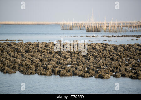 THAILAND CHONBURI BANGSAEN ANGSILA OYSTER FARM Stockfoto