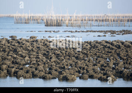 THAILAND CHONBURI BANGSAEN ANGSILA OYSTER FARM Stockfoto