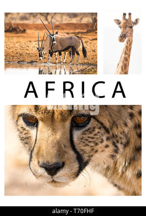Afrika oder Afrikanische collage einer Sammlung oder Gruppe von Wildlife Bilder oder Fotos von Geparden, Giraffen und Oryxantilopen Tiere in der Wildnis Namibias mit Text Stockfoto