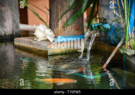 Wasser Kreislauf mit Koi Fische schwimmen im Teich Stockfoto