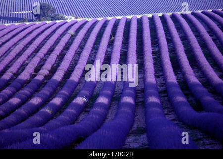 Lavendelfeld, Banon, Haute Provence, Frankreich Stockfoto