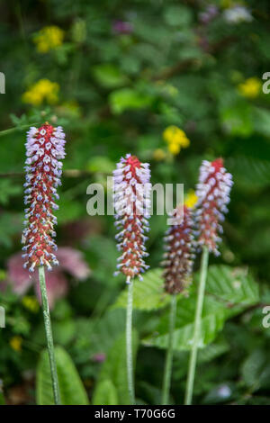 Orchid primrose auf der Wiese Stockfoto