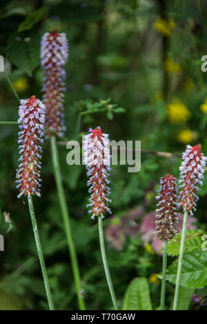 Orchid primrose Auf der Wiese Stockfoto