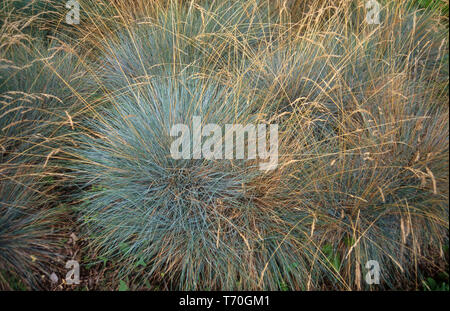 Blau SCHWINGELGRASGRAS (FESTUCA CINEREA) Stockfoto