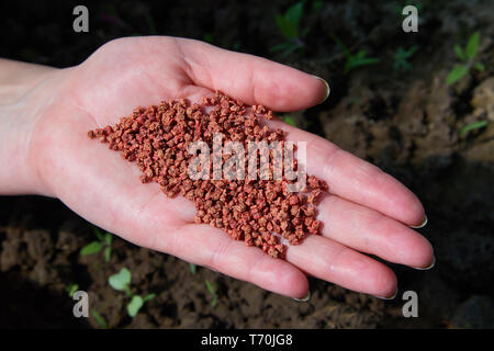 Nahaufnahme von Bauern Hand halten Gemüsesamen. Haufen von Rübenwurzelsamen. Landwirtschaft, Gemüseanbau, Lebensmittelproduktion Stockfoto