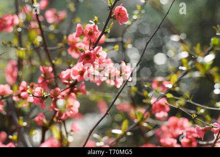 Wild apple tree in rosa Blüte im Frühling Stockfoto