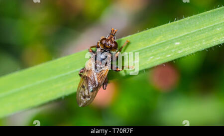 Eine Makroaufnahme eines ungewöhnlichen Suche fliegen ruht auf einem Grashalm. Stockfoto