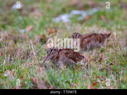 Waldschnepfe Scolopax rusticola Paar Fütterung im Schnee Stockfoto