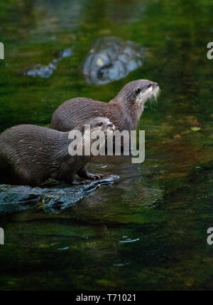 Ein paar Asiatische Schuss kratzte Otter auf einem Felsen in einem Pool. Stockfoto