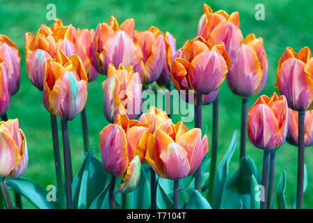 Tulip Hermitage Stockfoto