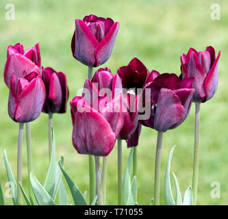 Tulip Königin Der Nacht Stockfoto