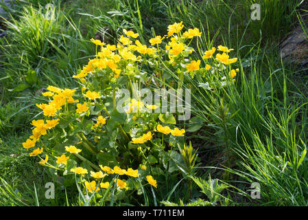 Caltha palustris, Marsh - Ringelblume, kingcup gelbe Blüten an einem sonnigen Tag Stockfoto
