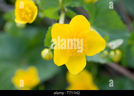 Caltha palustris, Marsh - Ringelblume, kingcup gelbe Blüten an einem sonnigen Tag Stockfoto