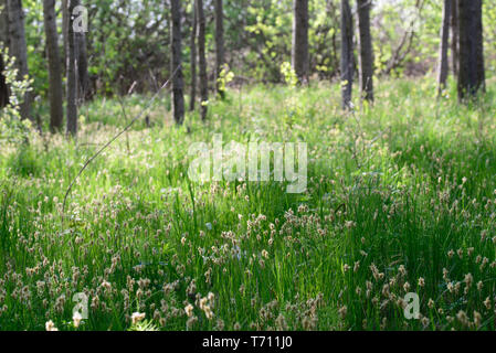 Blühende Gras in Feuchtgebieten Wald an einem sonnigen Tag selektiven Fokus Stockfoto