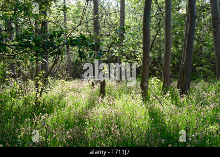 Blühende Gras in Feuchtgebieten Wald an einem sonnigen Tag selektiven Fokus Stockfoto