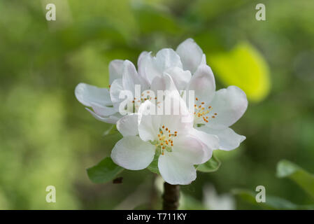 Weiß apple Blumen auf Zweig closeupselective Fokus Stockfoto