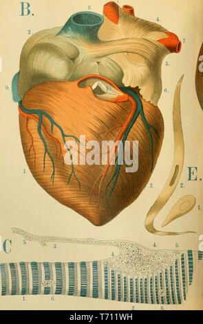 Farbe drucken Darstellung der externen Muskeln des menschlichen Herzens, aus der vorderen (B) mit Nahaufnahmen zeigt eine glatte Muskelfasern, mit einem Kernhaltigen Zelle in seiner Mitte (E) und einem gestreiften Muskel Faser, mit einem Nerv Eingang (C) von Florenz Fenwick Miller's Medical volume' ein Atlas der Anatomie: oder Bilder des menschlichen Körpers", 1879. Mit freundlicher Genehmigung Internet Archive. () Stockfoto