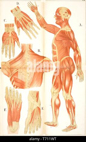 Farbe Drucken mit der Darstellung der menschlichen Muskulatur, in voller Länge Profil (A) und mit Close-ups, die die Muskeln des Rückens, und Halswirbel (B) die Muskeln und Sehnen der Hand aus der palmaren Fläche (C) und von der Rückenseite (D) und die Muskeln und Bänder des Fußes von der Rückenseite (E) und die plantar Oberfläche (F) von Florenz Fenwick Miller's Medical volume' ein Atlas der Anatomie: oder Bilder des menschlichen Körpers", 1879. Mit freundlicher Genehmigung Internet Archive. () Stockfoto