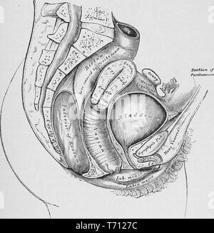 Schwarz-weiß drucken, die einen Abschnitt des weiblichen Beckens, im Profil, mit Etiketten, die die Position der Eingeweide (innere Organe) Ill. von Henry Vandyke Carter, in der Medizin band Henry Grey's Anatomie, beschreibende und chirurgischen', 1887 veröffentlicht. Mit freundlicher Genehmigung Internet Archive. () Stockfoto