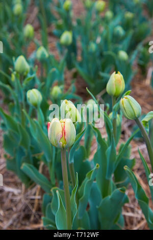 Tulip Double Late. Schöne blühende rosa und rote doppelte frühe Tulpenblüten (Tulipa hybrida) Stockfoto