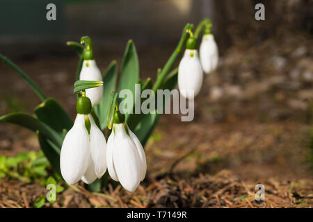Schneeglöckchen auf Waldboden. Close-up mit selektiven Fokus Stockfoto