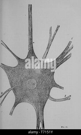 Zeichnung der Ganglienzellen Zelle (Zelle) von SUOL das Gehirn eines elektrischen Fischen, aus dem Buch "Die Abstammung des Menschen" von Ernst Heinrich Philipp August Haeckel, 1903. Mit freundlicher Genehmigung Internet Archive. ()