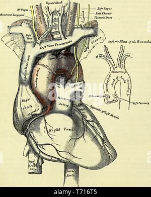 Anatomie Illustration der Bogen der Aorta und ihrer Äste, aus dem Buch "Anatomie, beschreibende und chirurgischen' von Henry Gray, Henry Vandyke Carter und John Guise Westmacott, 1860. Mit freundlicher Genehmigung Internet Archive. () Stockfoto