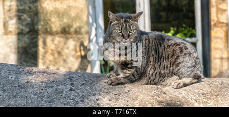 Nahaufnahme von Hauskatze liegen auf Wand Stockfoto