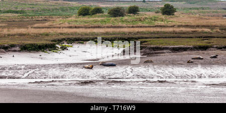 Dichtungen an greatham Creek, Hartlepool, England, Großbritannien sonnt Stockfoto