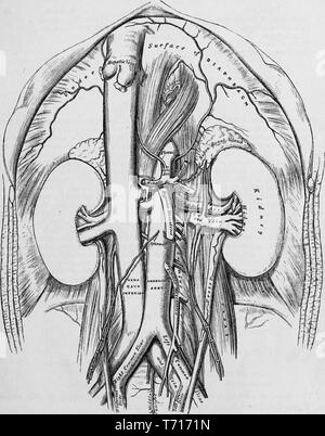 Anatomie Illustration der Bauchaorta, aus dem Buch "Anatomie, beschreibende und chirurgischen' von Henry Gray, Henry Vandyke Carter und John Guise Westmacott, 1860. Mit freundlicher Genehmigung Internet Archive. () Stockfoto