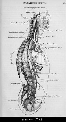 Anatomie Illustration des sympathischen Nervensystems, aus dem Buch "Anatomie, beschreibende und chirurgischen' von Henry Gray, Henry Vandyke Carter und John Guise Westmacott, 1860. Mit freundlicher Genehmigung Internet Archive. () Stockfoto