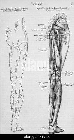 Illustrierte hintere Ansicht der Kutanen Nerven eines Rechtes Bein, aus dem Buch "Anatomie, beschreibende und chirurgischen' von Henry Gray, Henry Vandyke Carter und John Guise Westmacott, 1860. Mit freundlicher Genehmigung Internet Archive. () Stockfoto