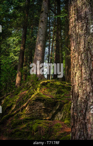 Dichten Wald in einem Nationalpark in Schottland Stockfoto