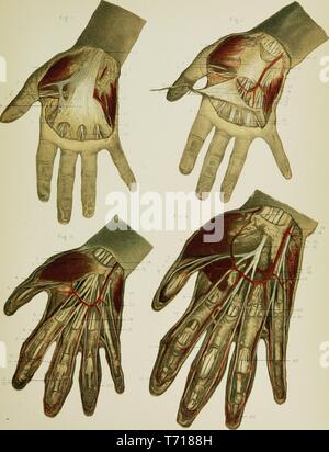 Anatomie Illustrationen der Handfläche der rechten Hand, aus dem Buch "Regionale Anatomie in ihrem Bezug zur Medizin und Chirurgie" durch McClellan George, 1891. Mit freundlicher Genehmigung Internet Archive. () Stockfoto