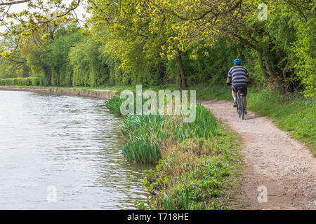 Man Radfahren auf einem leinpfad auf dem Macclesfield Kanal. Der Radfahrer ist im mittleren Alter und männlich. Er ist Übergewicht Stockfoto