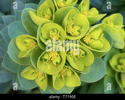 Nahaufnahme des grünen Blüten und Blätter von myrtle Wolfsmilch (Euphorbia Myrsinites), AKA blue Wolfsmilch, Breitblättrigen glaucous Wolfsmilch, oder Esel schwanz Wolfsmilch. Stockfoto