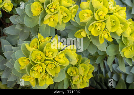 Nahaufnahme des grünen Blüten und Blätter von myrtle Wolfsmilch (Euphorbia Myrsinites), AKA blue Wolfsmilch, Breitblättrigen glaucous Wolfsmilch, oder Esel schwanz Wolfsmilch. Stockfoto