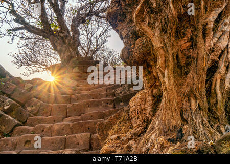 Treppen zu Mehrwertsteuer Phou Tempel, UNSECO, Weltkulturerbe, Baum, Provinz Champassak, Süd essen Asien, Laos Stockfoto